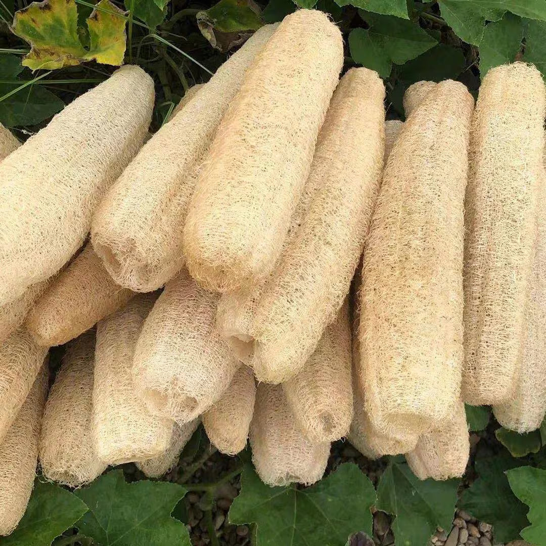 Luffa Gourd Sponge SEEDS Organic Loofah(2 Seeds)
