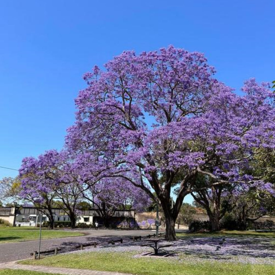5/25/50 Blue Jacaranda Mimosifolia seeds – Blue Jacaranda Tree Seeds for planting, Organic Fast Growing Trees, Ornamental Tree Seeds(5 Seeds)