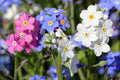 20/100/200 Mixed FORGET ME NOT Pink Blue White Mix Myosotis Alpestris Flower Seeds *Flat Shipping(20 Seeds)
