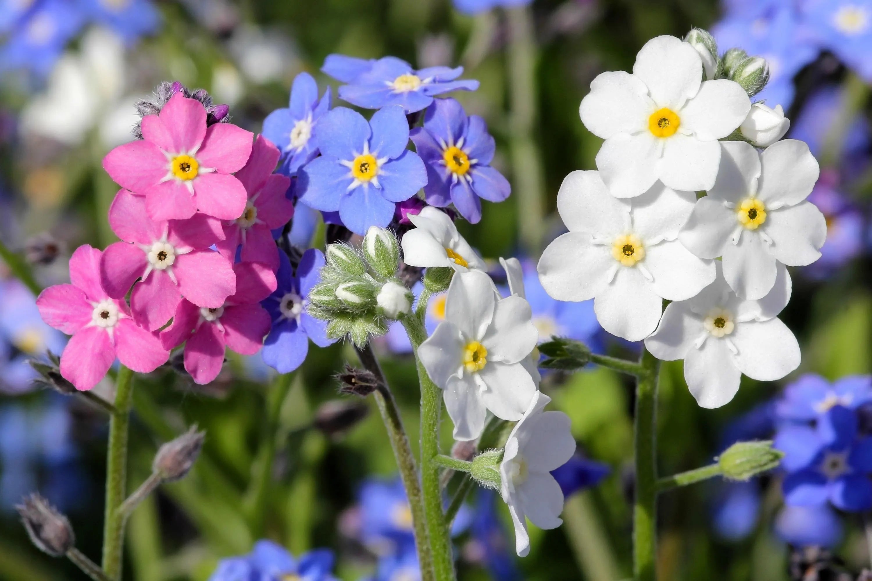 20/100/200 Mixed FORGET ME NOT Pink Blue White Mix Myosotis Alpestris Flower Seeds *Flat Shipping(20 Seeds)