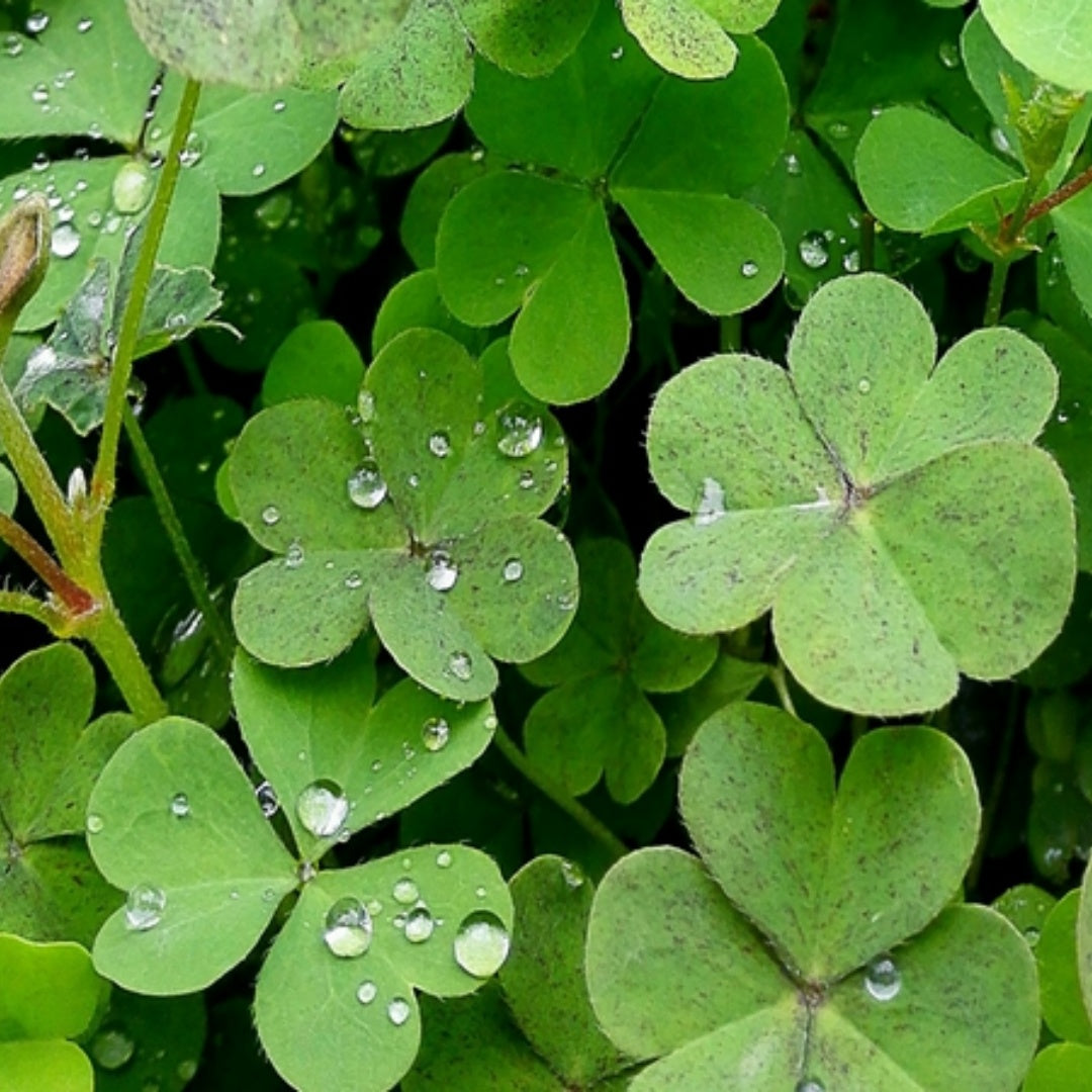 Clover Seed Collection for Planting - 80 Dutch White Clover Seeds - Ground Cover  Pollinator Attractor - Non-GMO Heirloom Open-Pollinated Varieties - Survival Garden Seeds(80 Seeds)