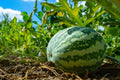 Striped Klondike Blue Ribbon Watermelon Seeds for Planting, 8/40/80pcs Heirloom Seeds Per Packet, (Isla's Garden Seeds), Non GMO Seeds, Botanical Name: Citrullus lanatus, Great Home Garden Gift(8 Seeds)