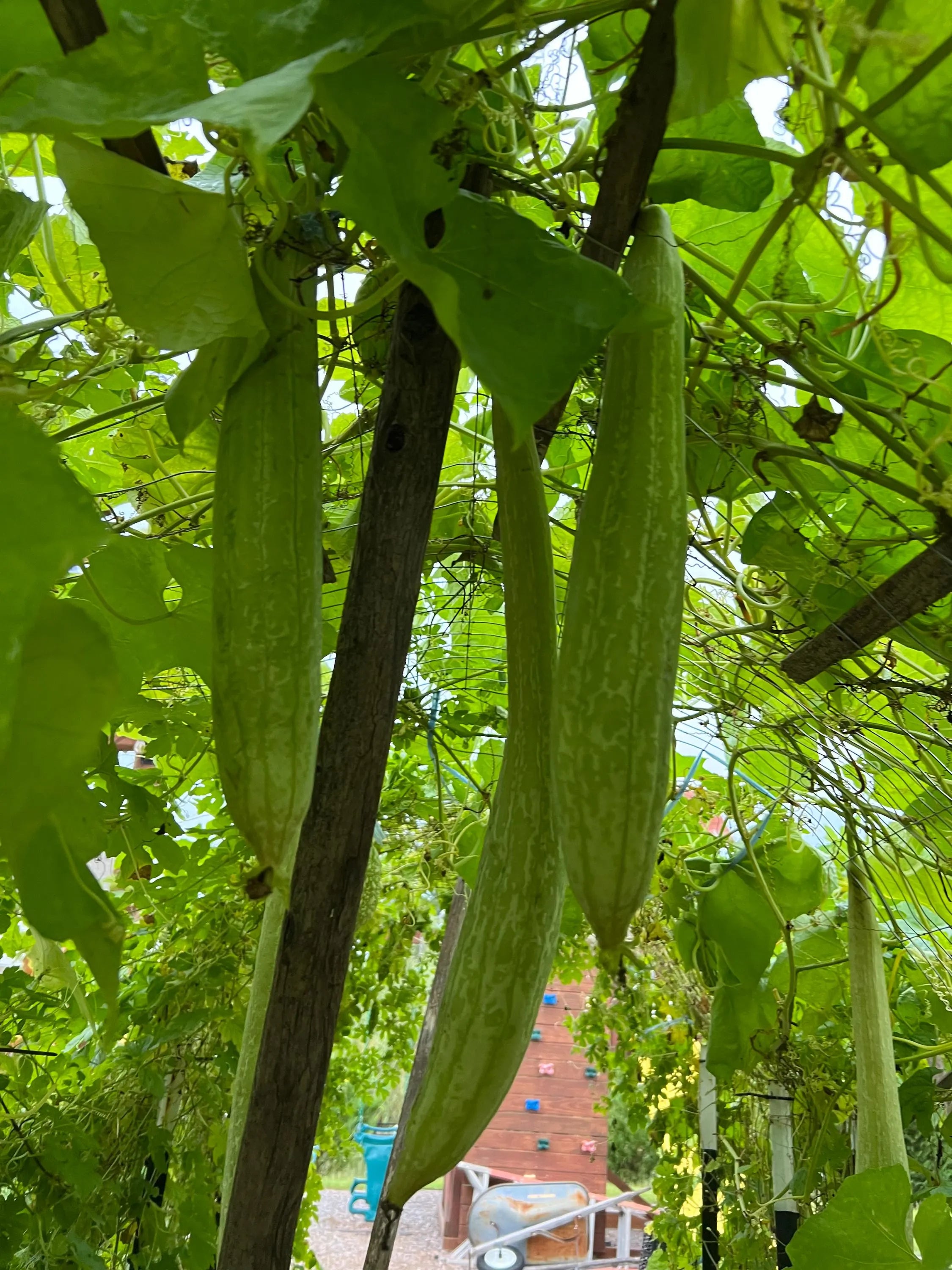 Luffa squash Seeds, Organic Luffa Squash Seeds, Hat Muop Huong, Muop Huong, Gardening, Make Your Own Luffa, Luffa Seeds, Indian Chinese Squa(2 Seeds)