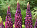 Lupinus ‘Masterpiece’ (Lupine) Seeds-  Lupinus - bluebonnet - Authentic-  Heirloom - Flower Seeds - Mix Seeds to Plant(20 Seeds)