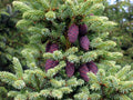 Black Spruce Tree Seeds – 10/50/100 Count – Cold Hardy Picea mariana(10 Seeds)