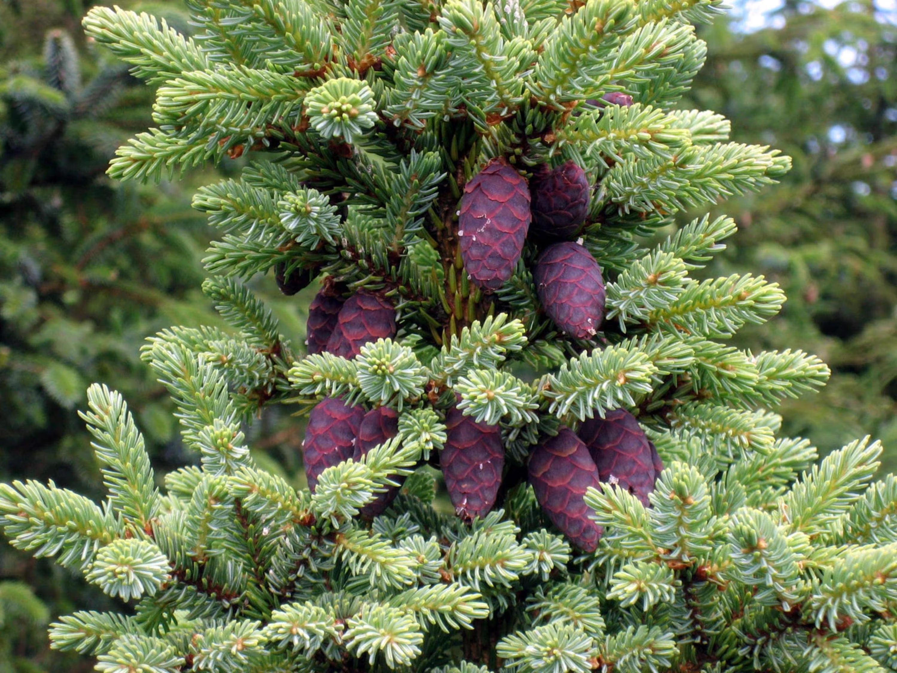 Black Spruce Tree Seeds – 10/50/100 Count – Cold Hardy Picea mariana(10 Seeds)