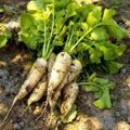 40/200/400 Hamburg Root Parsley Seeds. Ships free(40 Seeds)
