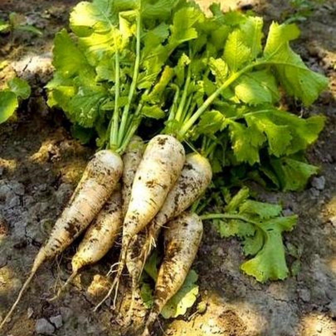 40/200/400 Hamburg Root Parsley Seeds. Ships free(40 Seeds)