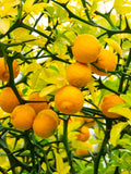 1/5/10 seeds Hardy Orange Tree (Citrus trifoliata) Impenetrable Living Fence from people and animals / Flying Dragon Seeds / Cold Hardy Citrus(1 Seeds)