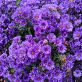 5/25/50 Purple Gem Marigold Seeds | Rare Violet Blooms, Tagetes erecta(5 Seeds)