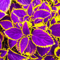 20/100/200 Mix Rainbow Coleus Seeds for Planting - Beautiful Plant in Your Home Garden - Indoors or Outdoors - Attractive and Colorful Coleus Seeds(20 Seeds)