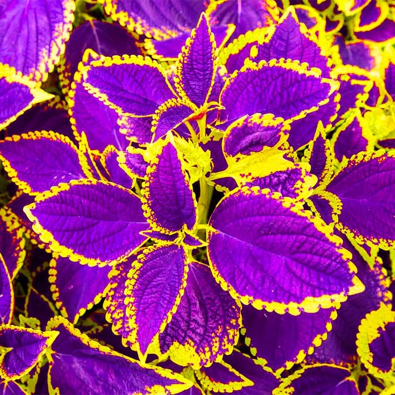 20/100/200 Mix Rainbow Coleus Seeds for Planting - Beautiful Plant in Your Home Garden - Indoors or Outdoors - Attractive and Colorful Coleus Seeds(20 Seeds)