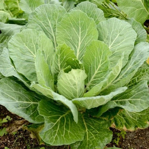 Georgia Southern Collard Greens Seeds 100/500/1000+ Vegetable Garden NON-GMO(100 Seeds)