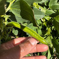 Broad Windsor Fava Bean Seeds(12 Seeds)