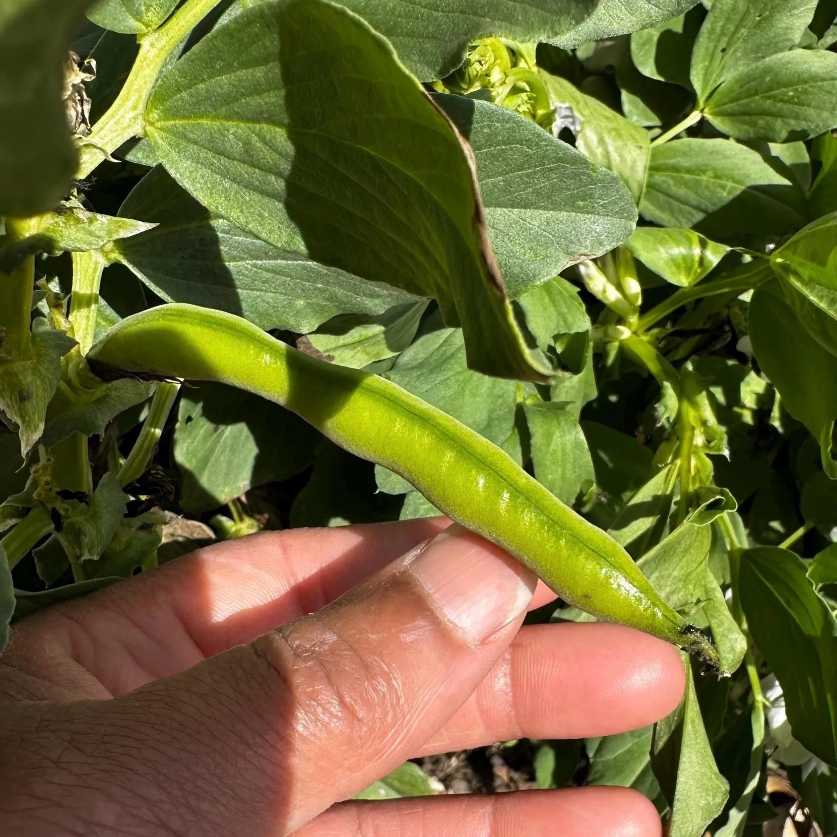 Broad Windsor Fava Bean Seeds(12 Seeds)
