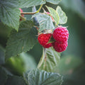 Raspberry Seeds - Organic, Heirloom, Open Pollinated, Non GMO - Grow Indoors, Outdoors, In Pots, Grow Beds, Soil, Hydroponics  Aquaponics(200 Seeds)