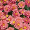 Charisma Coral Mum Chrysanthemum Seeds 20/100/200+ Seeds Mum Flower, Flower Seeds, Annual Seeds, Bulk Seeds, Wholesale(20 Seeds)