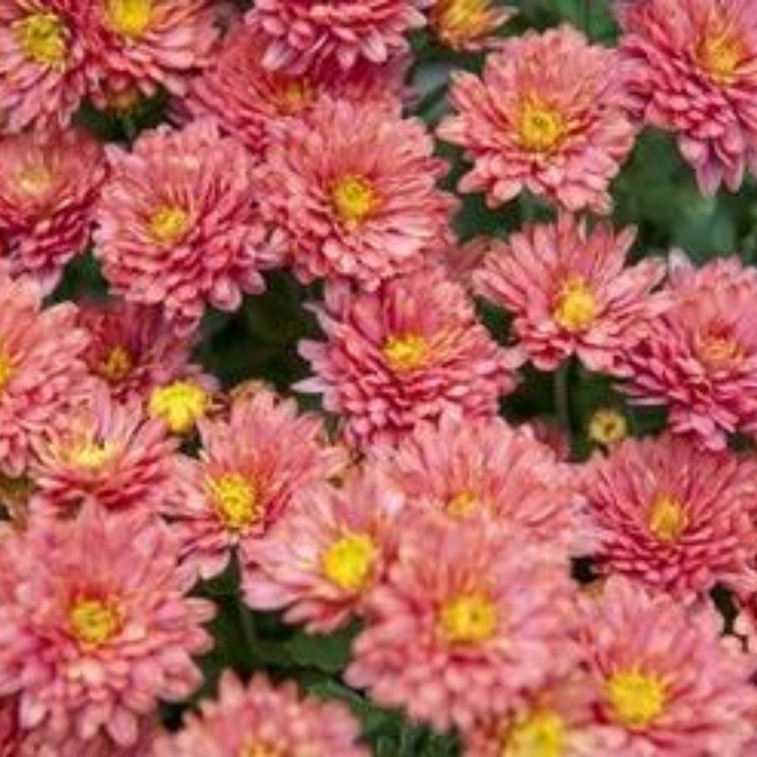 Charisma Coral Mum Chrysanthemum Seeds 20/100/200+ Seeds Mum Flower, Flower Seeds, Annual Seeds, Bulk Seeds, Wholesale(20 Seeds)