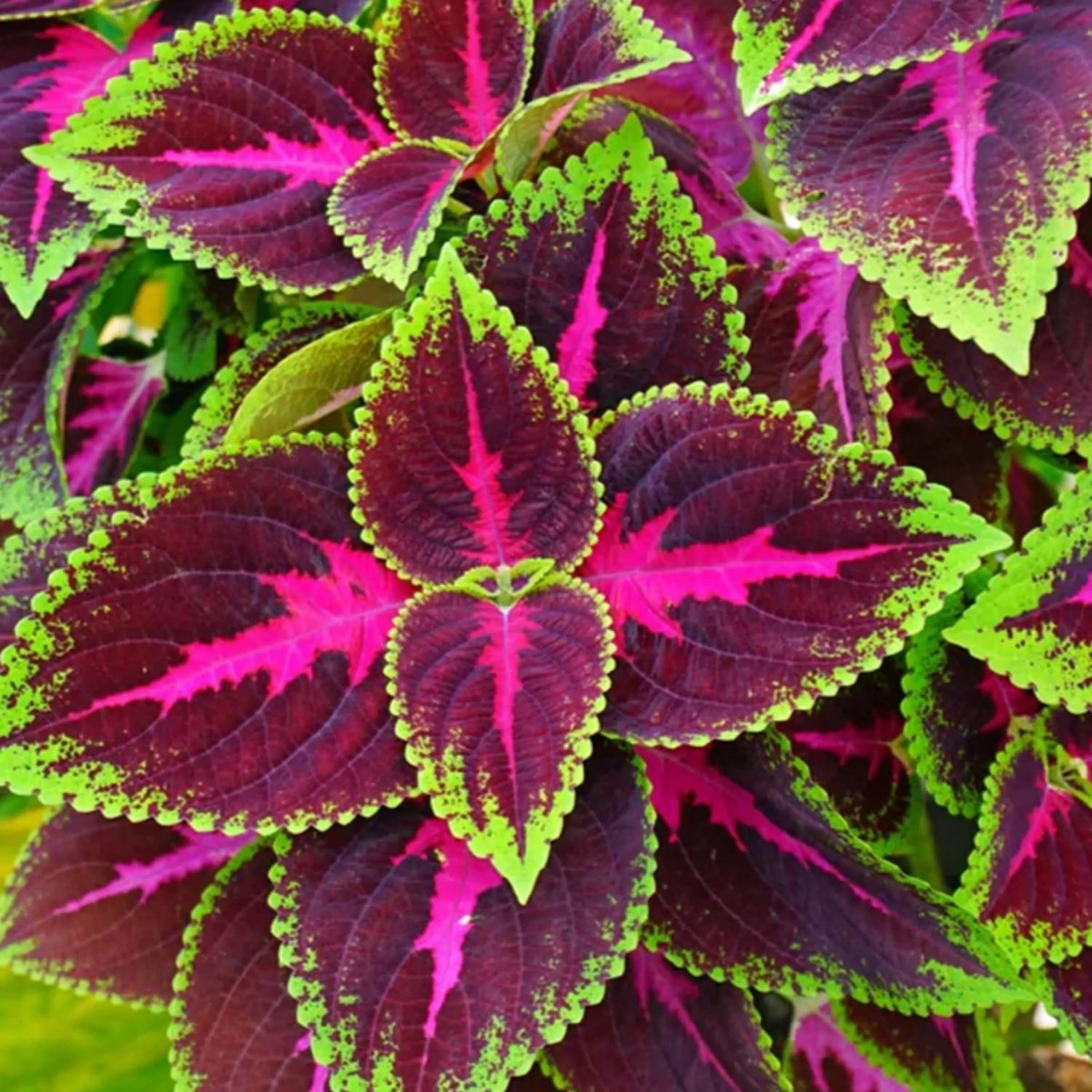 Coleus Rainbow Mix Seeds: 10/50/100 Colorful Foliage Plants(10 Seeds)