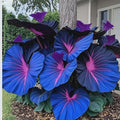 20/100/200 Blue Hosta Seeds - Rare Deep Blue  Purple Hosta - Perennial Plant for Outdoor Garden, Pollinator Friendly, Indoor Decoration(20 Seeds)
