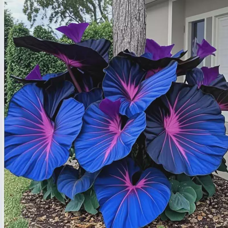 20/100/200 Blue Hosta Seeds - Rare Deep Blue  Purple Hosta - Perennial Plant for Outdoor Garden, Pollinator Friendly, Indoor Decoration(20 Seeds)
