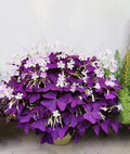 20+Pcs Purple Shamrock Oxalis Seeds – Lucky Triangularis(20 Seeds)