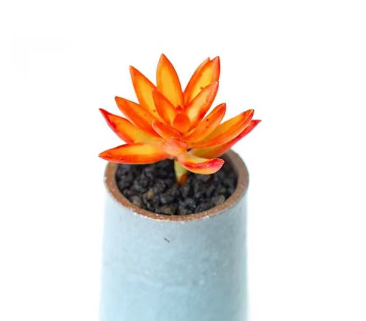 Sedum Adolphi 'Firestorm', Live Succulents Plants Rooted in a 2-inch pot, Easy-Care House Plants for DIY, Home Office Decoration, Wedding Party Favor(1pc)