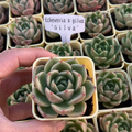 Echeveria x gilva 'Gilva',Live Succulent Plants Rooted in a 2-inch pot, Grower's Choice Mini Houseplants in Nursery Plant Pots, Soil Mix, Valentine's Day, Bulk Baby/Bridal Shower Gift(1pc)