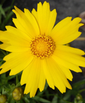 Dahlberg Daisy Seeds for Planting – 200+ Pcs Annual, Self-Seeding, Drought-Tolerant Ground Cover Seeds with Golden Yellow Flowers for Low Maintenance Landscapes  Pollinator Gardens(200pcs)