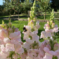 Costa Silver Snapdragon Seeds – Soft Silver-White Blooms –  Friendly - Open - Pollinating - Plant in early Spring - 100/500/1000 SEEDS(100 Seeds)