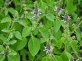 Basil Holy Kapoor Tulsi  Herb Seed 100+(100 Seeds)