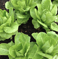Organic Jericho Romaine Lettuce Seeds, Heat Tolerant, Heirloom, Non GMO, Lactuca sativa(200 Seeds)