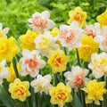 20+ Seeds Daffodil  Double Blooms Mix. Premium Fresh Harvested.(20 Seeds)