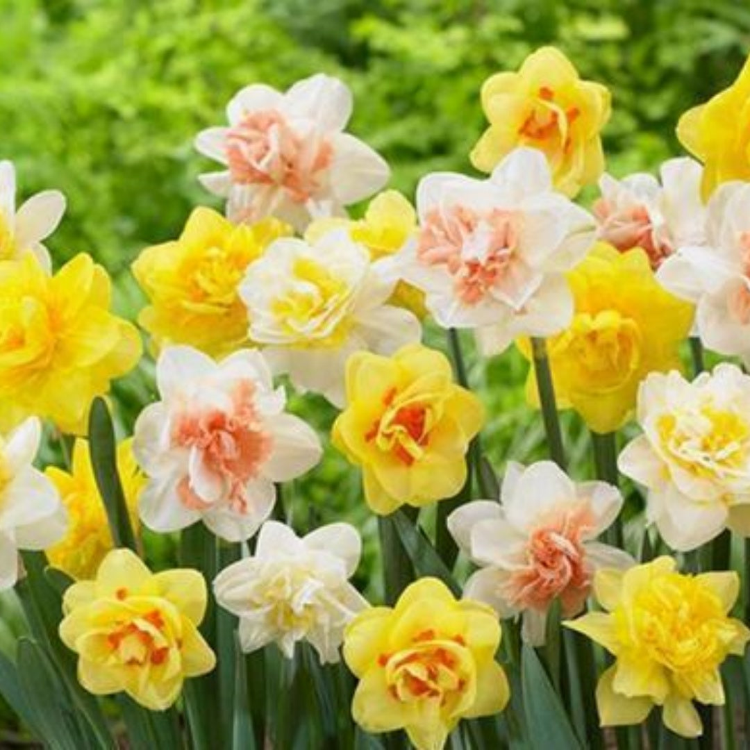 20+ Seeds Daffodil  Double Blooms Mix. Premium Fresh Harvested.(20 Seeds)