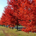 Red Maple Tree (Acer Rubrum) Seeds - Northern Variety(12 Seeds)