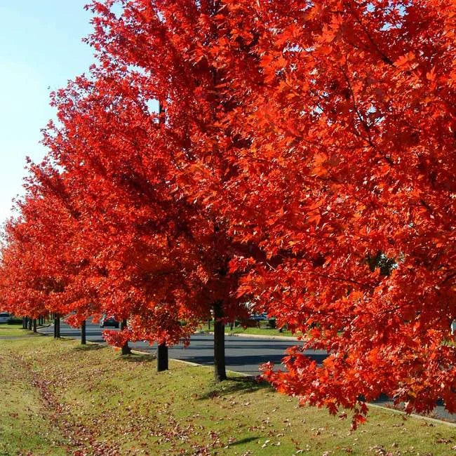 Red Maple Tree (Acer Rubrum) Seeds - Northern Variety(12 Seeds)