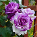 2/10/20 Twin Rose Seeds | Rare Purple  White Blooms | Garden Showstopper(2 Seeds)
