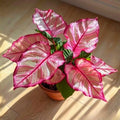 10/50/100 Pink Edged Coleus Seeds | Coleus Blumei, Colorful Foliage(10 Seeds)
