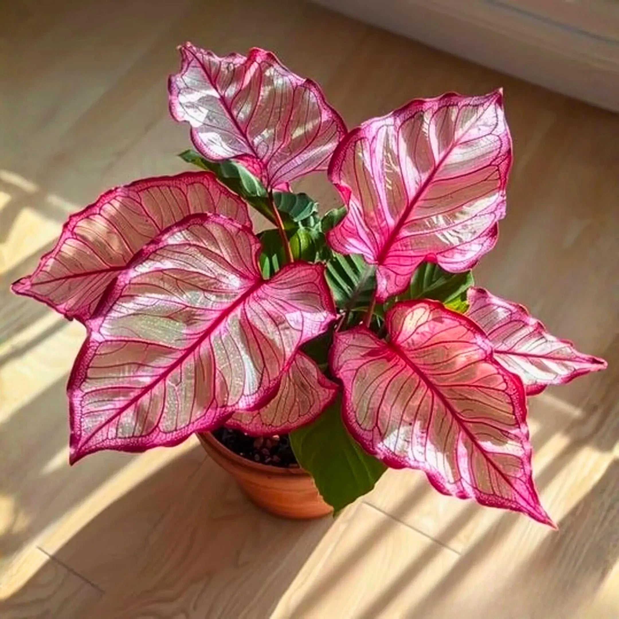 10/50/100 Pink Edged Coleus Seeds | Coleus Blumei, Colorful Foliage(10 Seeds)