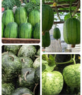 Set of and 7+ Apple Luffa Seeds, Taiwan Apple Loofah, mướp táo Đài Loan Round Tasty F1 Sponge Gourd Seeds(2 Seeds)