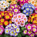 100/500/1000 Mixed Primrose Primula Flower Seeds to Plant Outdoor-Perennial Primula Malacoides Seeds for Planting Non-GMO Heirloom(100pcs)