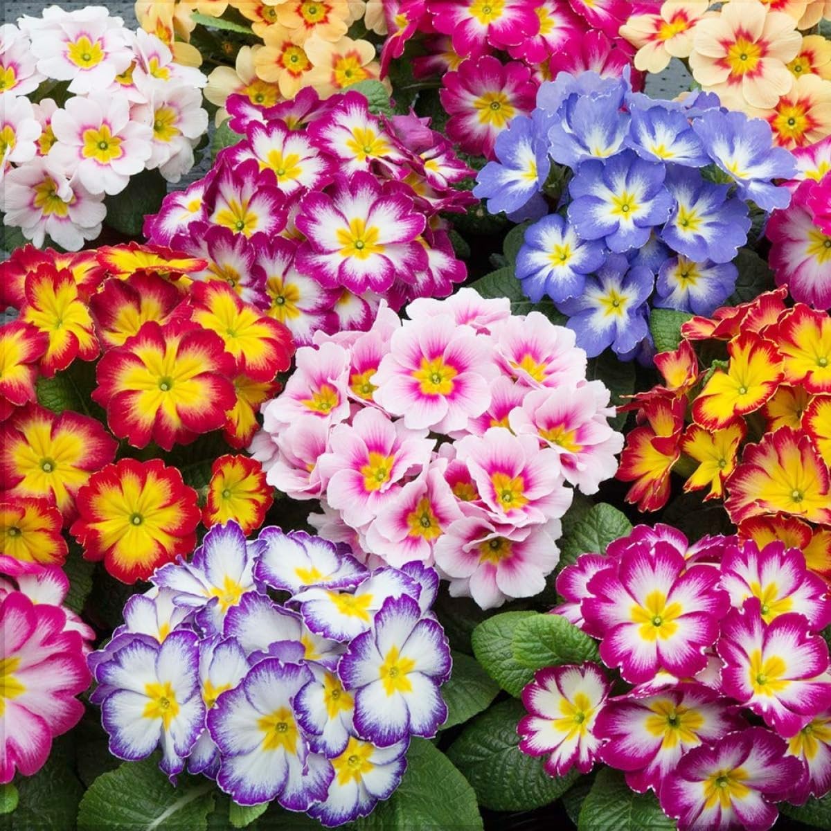 100/500/1000 Mixed Primrose Primula Flower Seeds to Plant Outdoor-Perennial Primula Malacoides Seeds for Planting Non-GMO Heirloom(100pcs)