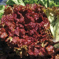 New Red Fire Lettuce Seeds(50 Seeds)