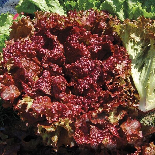 New Red Fire Lettuce Seeds(50 Seeds)