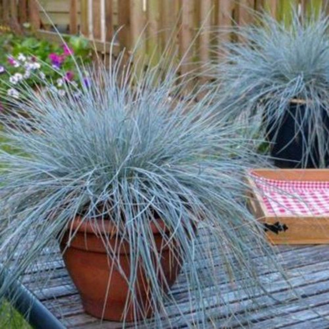 Blue Sheep’s Fescue Grass 40/200/400 Seeds, Festuca Ovina Glauca Cinerea Seeds(40 Seeds)
