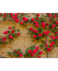Red Climbing Rose Seeds: Rare Heirloom Variety, Vertical Blooms(5 Seeds)