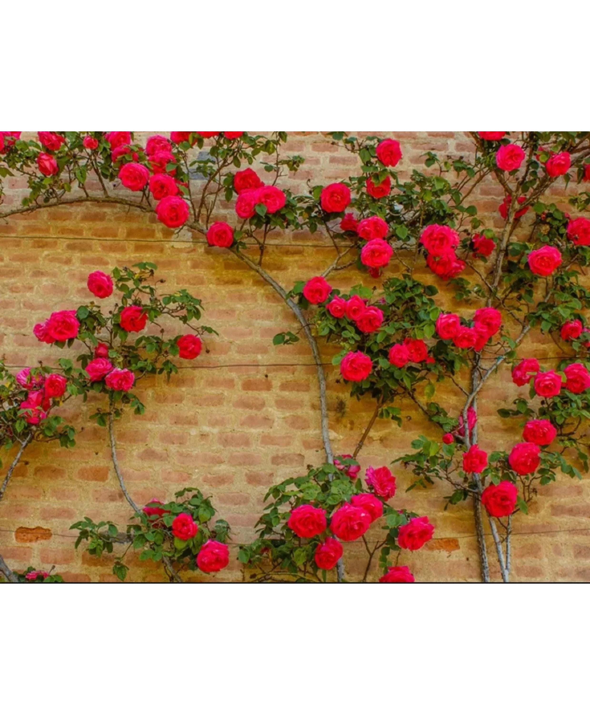 Red Climbing Rose Seeds: Rare Heirloom Variety, Vertical Blooms(5 Seeds)