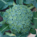 Broccoli Waltham 20+ Seeds Vegetable Garden NON-GMO USA(20 Seeds)