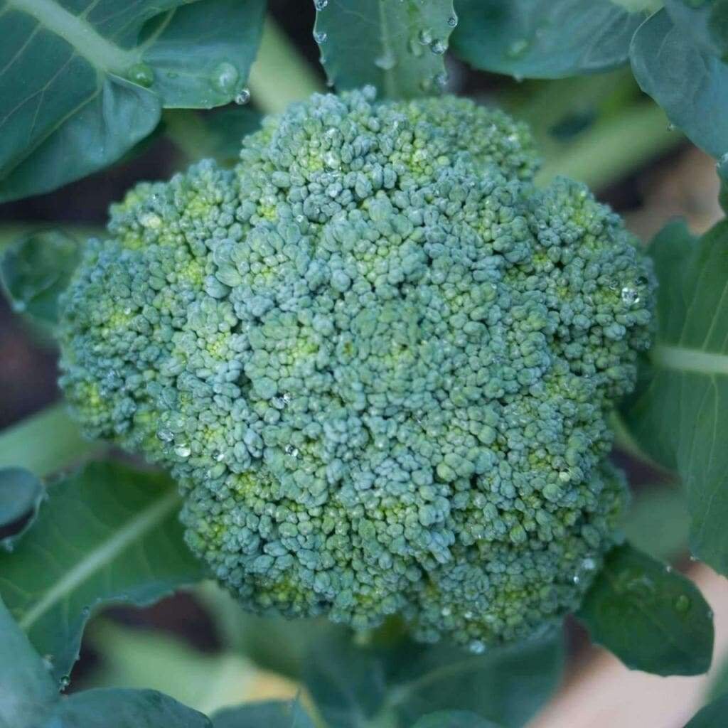 Broccoli Waltham 20+ Seeds Vegetable Garden NON-GMO USA(20 Seeds)