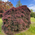Takiniyama Japanese Maple Tree (Acer Palmatum Takiniyama ) Seeds(6 Seeds)